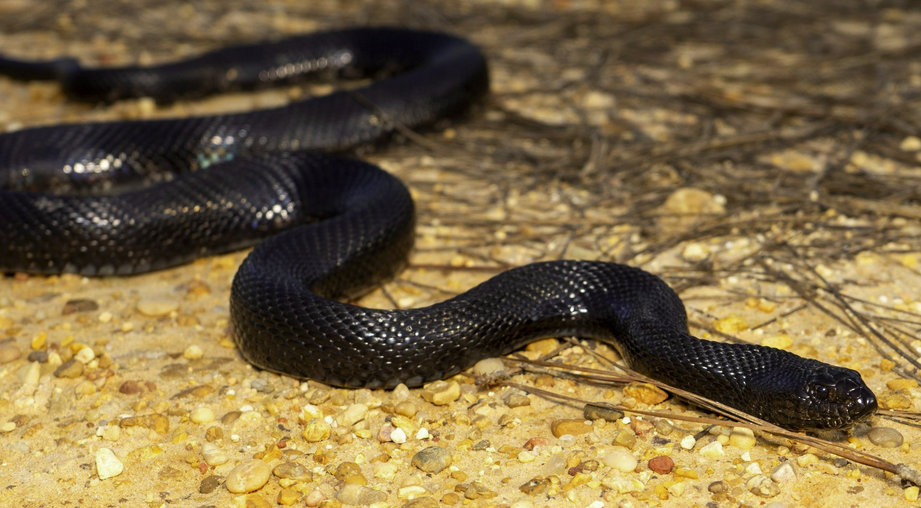 Alabama Landowner Prevails in Legal Battle vs. U.S. Fish & Wildlife